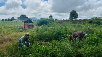 Babinsa Koramil Passi Bantu Petani Panen Kentang di Desa Sinsingon Barat