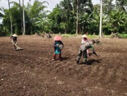 Tanam Kacang Panjang Bersama Warga Inosota Perkuat Ketahanan Pangan Bolsel, Babinsa Turun ke Kebun