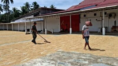 Pererat Kebersamaan di Desa Tungoi Satu, Babinsa Lolayan Turun Tangan Bantu Petani Jemur Padi