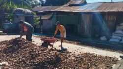 Babinsa Lolak Hadir di Tengah Petani, Bantu Jemur Kopra Hasil Panen Kelapa