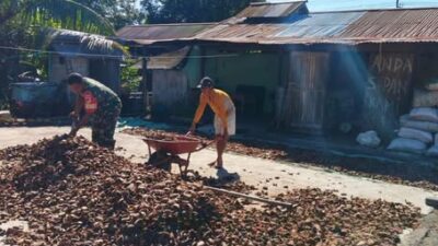 Babinsa Lolak Hadir di Tengah Petani, Bantu Jemur Kopra Hasil Panen Kelapa