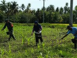 Babinsa Bolangitang Bantu Petani Pupuk Jagung di Biontong Satu, Perkuat Ketahanan Pangan Desa