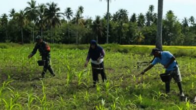 Babinsa Bolangitang Bantu Petani Pupuk Jagung di Biontong Satu, Perkuat Ketahanan Pangan Desa