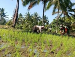 Babinsa Kotamobagu Timur Turun ke Sawah, Dampingi Petani Kobo Besar Tanam Padi demi Ketahanan Pangan