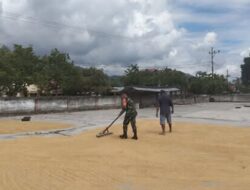 Babinsa Lolayan Turun ke Lumbung Padi, Bantu Petani Mopait Jemur Hasil Panen