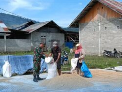 Humanis dan Merakyat, Babinsa Kaidipang Turun Tangan Bantu Petani Jemur Padi di Bolmut