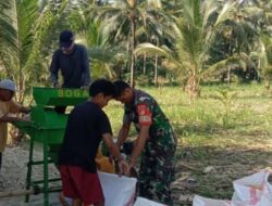 Dari Ladang Jagung ke Ketahanan Pangan: Aksi Nyata Babinsa Inobonto Perkuat Harapan Petani