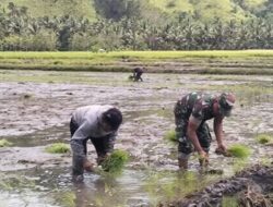 Turun ke Sawah, Babinsa Lolak Tanam Padi Bersama Petani Perkuat Ketahanan Pangan