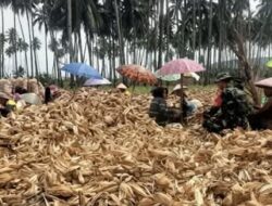 Babinsa Bolaang Dampingi Panen Jagung 2 Hektare, Perkuat Ketahanan Pangan Desa