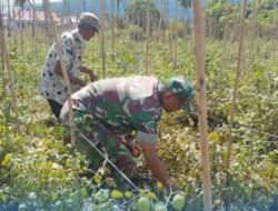 Babinsa Lolak Turun ke Kebun, Bantu Warga Panen Tomat di Desa Dulangon