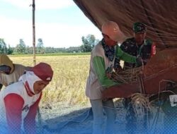 Babinsa Bolmong Turun Tangan, Panen Padi Petani Jadi Lebih Cepat dan Lancar