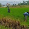 Turun ke Sawah, Babinsa Lolak Dampingi Petani Pupuk Padi, Perkuat Ketahanan Pangan Desa