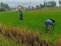 Turun ke Sawah, Babinsa Lolak Dampingi Petani Pupuk Padi, Perkuat Ketahanan Pangan Desa