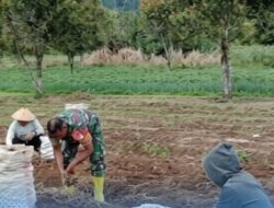 Babinsa Turun ke Ladang, Panen Jahe Merah di Bolaang Mongondow Timur Perkuat Ketahanan Ekonomi Warga
