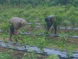 Babinsa Koramil Passi Turun ke Kebun Cabai, Warga Pangian Barat Merasa Terbantu