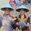 Panen Raya Jagung di Kotamobagu, Kakorbinmas Baharkam Polri dan Wali Kota Perkuat Ketahanan Pangan Nasional